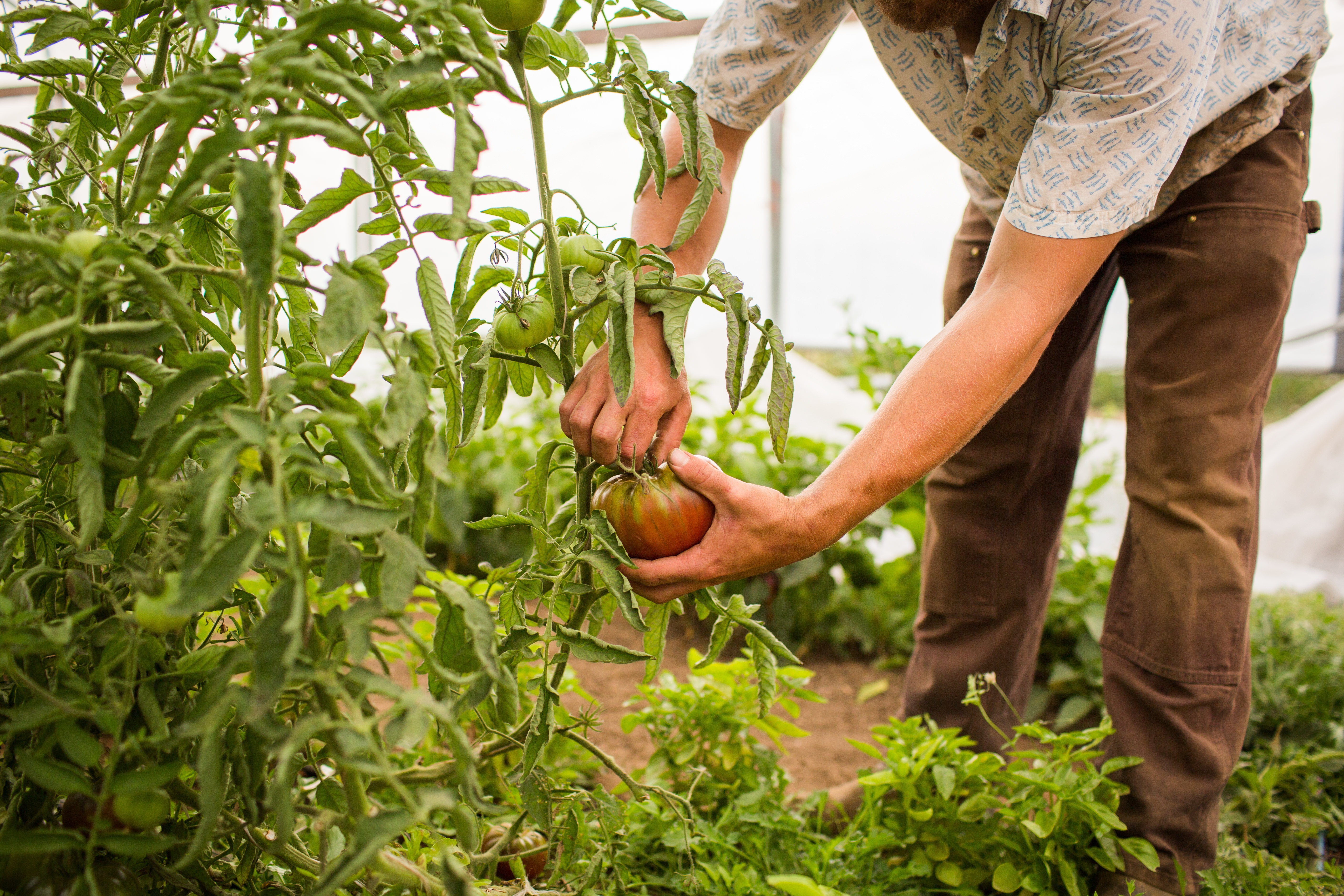 Agriculture Development